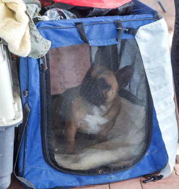 Büyüleyici safkan su kuyusu-damat köpek sahipleri ve eğitimciler ile bir köpek gösterisi