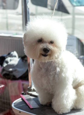 Şirin Bichon Frize köpek bir köpek göstermek için poz şık bir saç kesimi ile portresi
