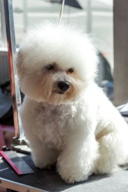 Şirin Bichon Frize köpek bir köpek göstermek için poz şık bir saç kesimi ile portresi