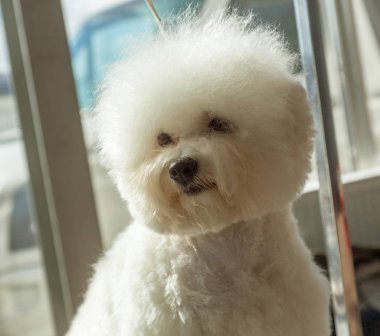 Şirin Bichon Frize köpek bir köpek göstermek için poz şık bir saç kesimi ile portresi
