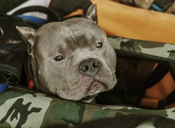 魅力的な灰色のピット テリアは 犬のショーでバスケットに座っています カメラに注意深く探してピート ブルテリアの肖像画 — ストック写真