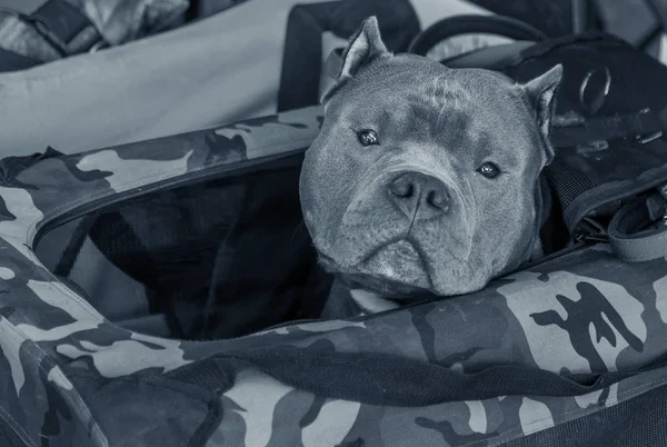 Okouzlující Šedá Pitbull Bulteriér Sedí Koši Psí Výstavě Portrét Pete — Stock fotografie