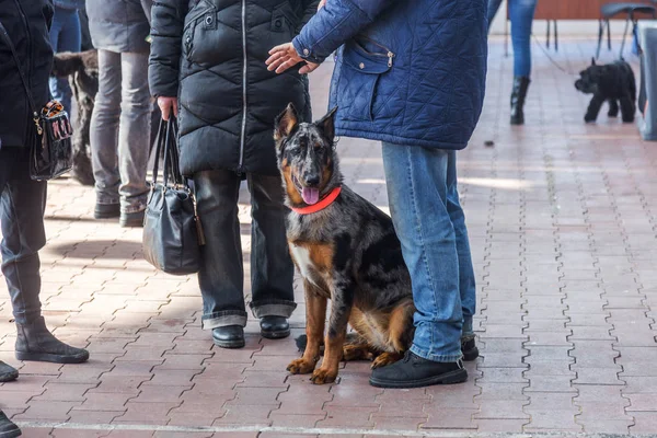 Belo Cão Com Proprietário Exposição Cão — Fotografia de Stock
