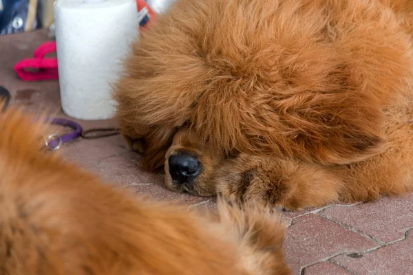 Чарівні Доглянуті Собаки Собачому Шоу Своїми Власниками Тренерами — стокове фото