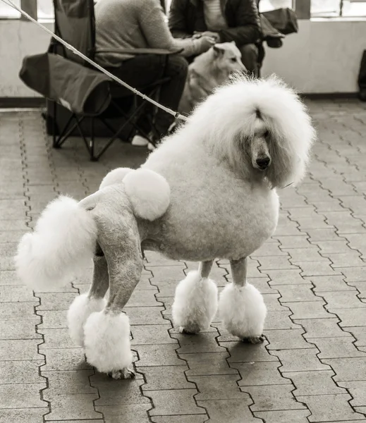 Charmoso Grande Poodle Branco Com Belo Corte Cabelo Moda Show — Fotografia de Stock