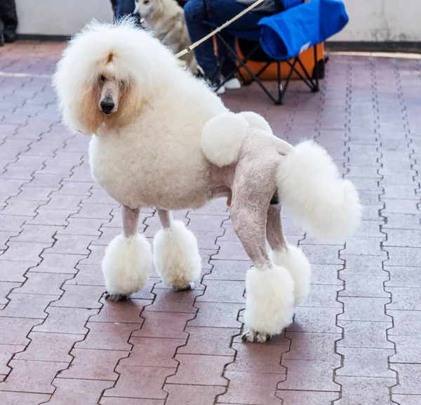 Charmoso Grande Poodle Branco Com Belo Corte Cabelo Moda Show — Fotografia de Stock