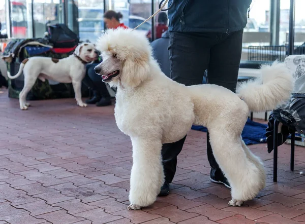 Charmoso Grande Poodle Branco Com Belo Corte Cabelo Moda Show — Fotografia de Stock