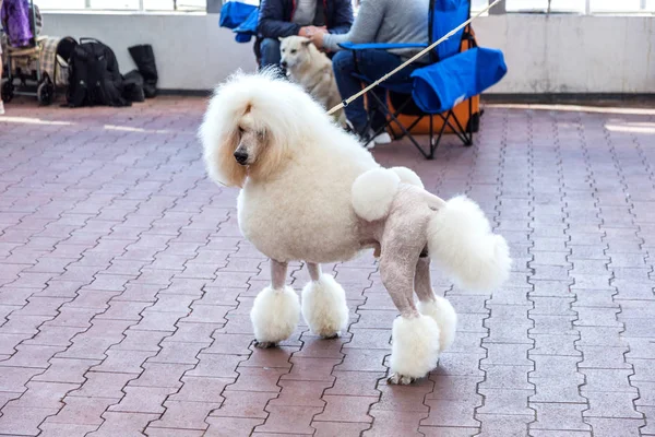 Charmoso Grande Poodle Branco Com Belo Corte Cabelo Moda Show — Fotografia de Stock