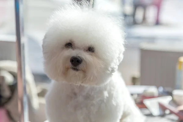 Retrato Cão Bonito Bichon Frize Com Corte Cabelo Elegante Posando — Fotografia de Stock