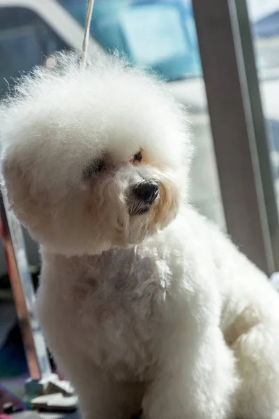 Retrato Cão Bonito Bichon Frize Com Corte Cabelo Elegante Posando — Fotografia de Stock