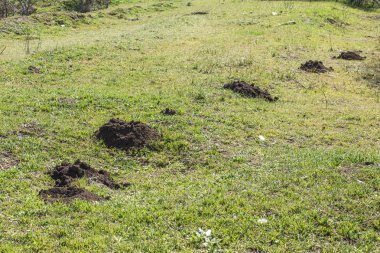 Öyle. Avrupa köstebeği faaliyet sonucudur çim zarar. 