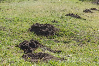 Köstebek yuvaları. Hasarlı çimenlik Avrupa Köstebek aktivitesinin bir sonucu. Bu haşere aynı zamanda Talpa Europaea olarak da bilinir. Metin için alanı kopyala
