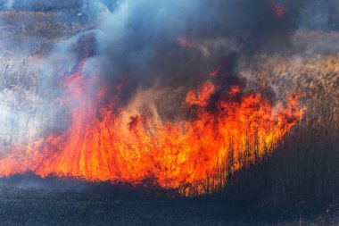 Kızgın orman bahar yangınları. Kuru otları yakıyor, göl boyunca kamış yakıyor. Çayırda çimler yanıyor. Ekolojik felaket. Ateş ve duman tüm yaşamı yok eder. İtfaiyeciler büyük yangını söndürür. Çok duman var.