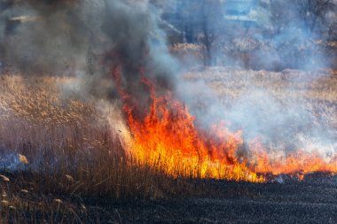 Kızgın orman bahar yangınları. Kuru otları yakıyor, göl boyunca kamış yakıyor. Çayırda çimler yanıyor. Ekolojik felaket. Ateş ve duman tüm yaşamı yok eder. İtfaiyeciler büyük yangını söndürür. Çok duman var.