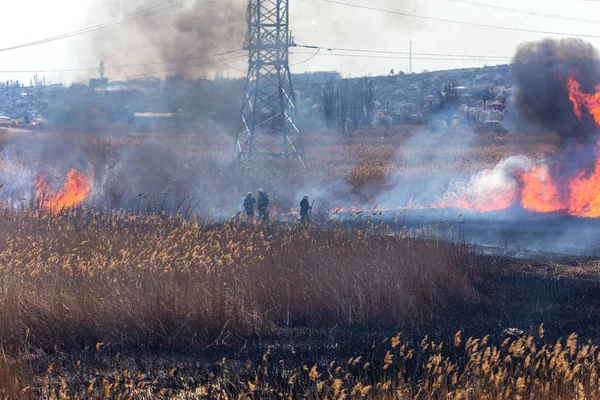 Raging Forest Spring Fires Burning Dry Grass Reed Lake Grass — Stock Photo, Image