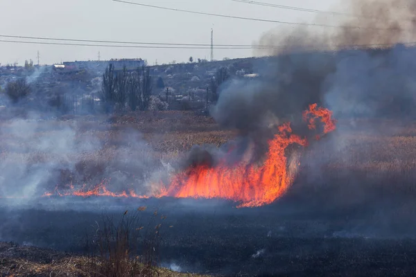 Raging Forest Spring Fires Burning Dry Grass Reed Lake Grass — Stock Photo, Image