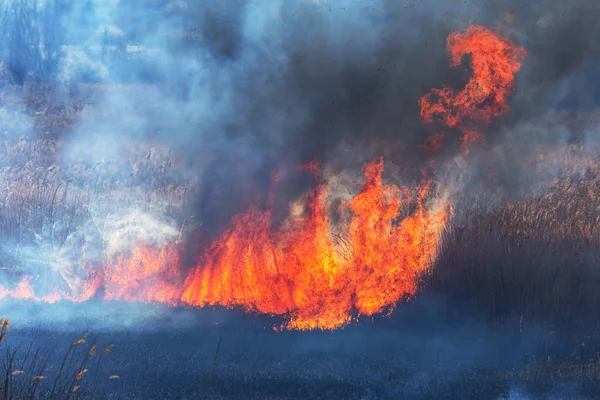 우림의 태우고 호수를 갈대를 불어서 초원에서 생태학적 연기는 생명을 파괴합니다 — 스톡 사진