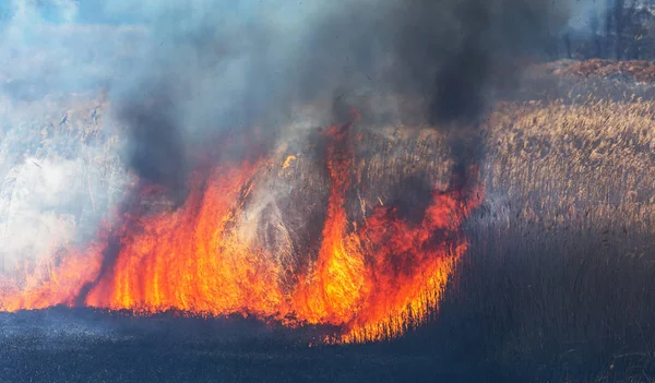 Incendios Forestales Furiosos Quema Hierba Seca Caña Largo Del Lago — Foto de Stock