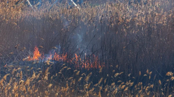 Wütende Waldbrände Brennendes Trockenes Gras Schilf See Auf Der Wiese — Stockfoto