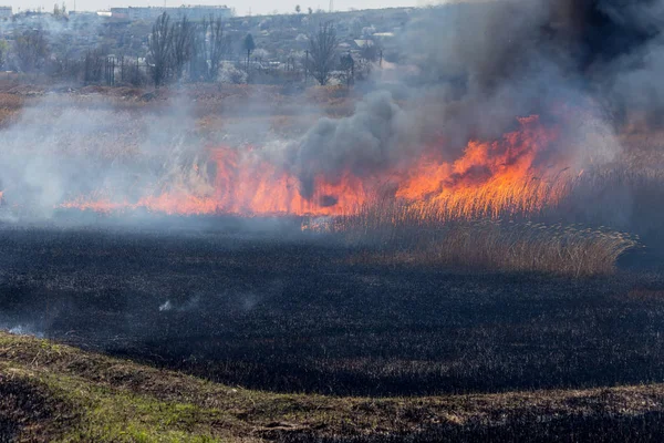 Raging Forest Spring Fires Burning Dry Grass Reed Lake Grass — Stock Photo, Image