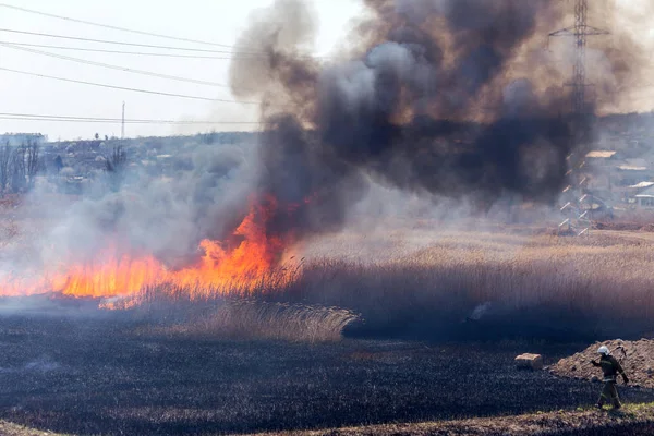 Raging Forest Spring Fires Burning Dry Grass Reed Lake Grass — Stock Photo, Image