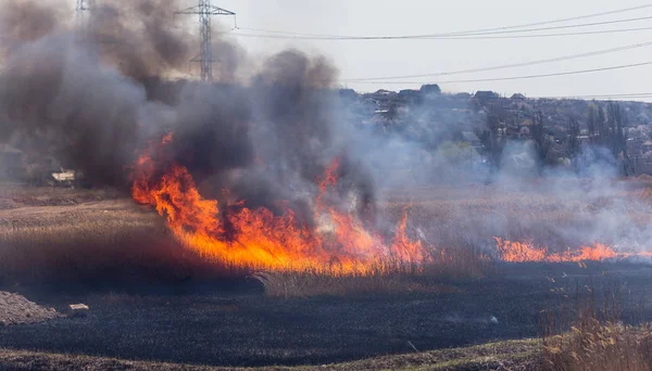 Incendios Forestales Furiosos Quema Hierba Seca Caña Largo Del Lago — Foto de Stock