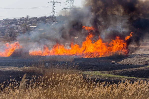 Incendios Forestales Furiosos Quema Hierba Seca Caña Largo Del Lago — Foto de Stock