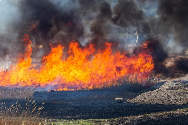 Wściekłe Pożary Lasów Pali Suchą Trawę Trzcinę Wzdłuż Jeziora Trawa — Zdjęcie stockowe