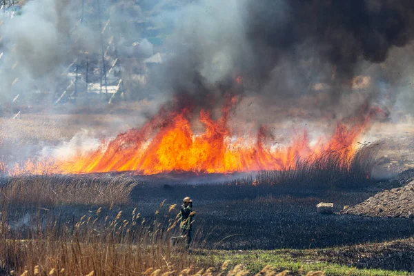 Incêndios Florestais Furiosos Queimar Relva Seca Junco Longo Lago Relva — Fotografia de Stock
