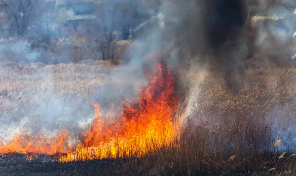 우림의 태우고 호수를 갈대를 불어서 초원에서 생태학적 연기는 생명을 파괴합니다 — 스톡 사진