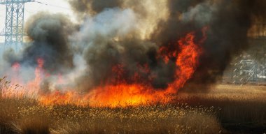 Kızgın orman bahar yangınları. Kuru otları yakıyor, göl boyunca kamış yakıyor. Çayırda çimler yanıyor. Ekolojik felaket. Ateş ve duman tüm yaşamı yok eder. İtfaiyeciler büyük yangını söndürür. Çok duman var.