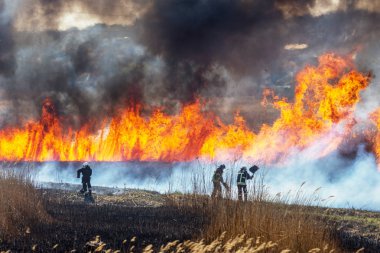 Kızgın orman bahar yangınları. Kuru otları yakıyor, göl boyunca kamış yakıyor. Çayırda çimler yanıyor. Ekolojik felaket. Ateş ve duman tüm yaşamı yok eder. İtfaiyeciler büyük yangını söndürür. Çok duman var.