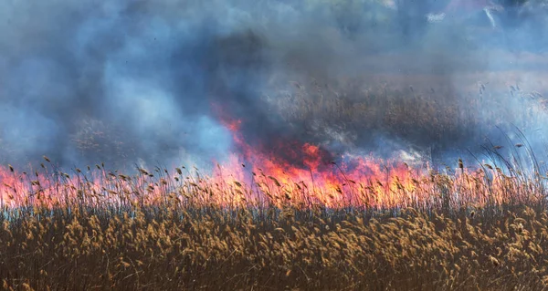 Wütende Waldbrände Brennendes Trockenes Gras Schilf See Auf Der Wiese — Stockfoto