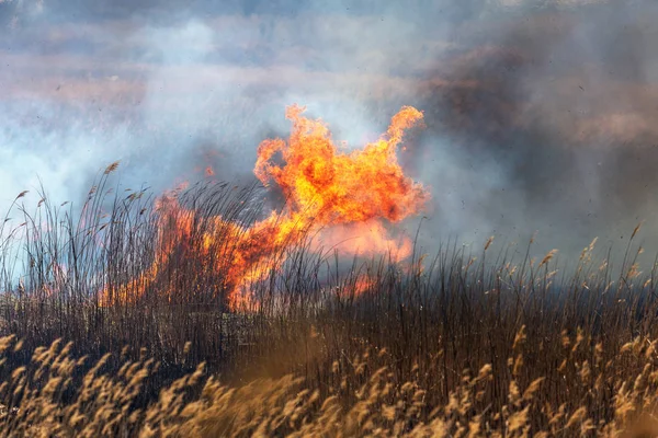 Incendios Forestales Furiosos Quema Hierba Seca Caña Largo Del Lago — Foto de Stock