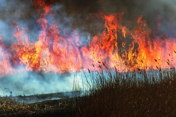 森林春季大火肆虐 燃烧干枯的草地 沿着湖面上的芦苇 草地上的草在燃烧 生态多样性 火和烟摧毁了所有的生命 消防员扑灭大火 烟雾腾腾 — 图库照片