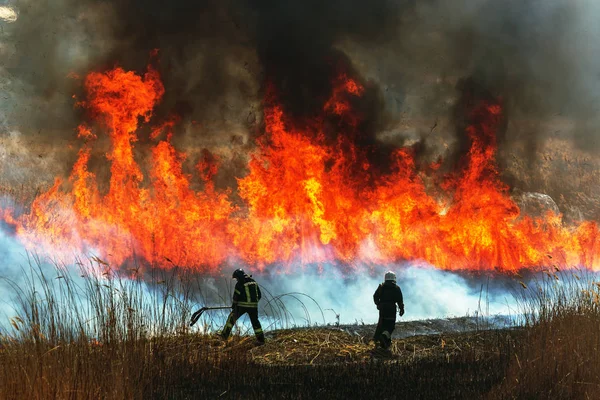 Een Woeste Bosbrand Brandend Droog Gras Riet Langs Het Meer — Stockfoto