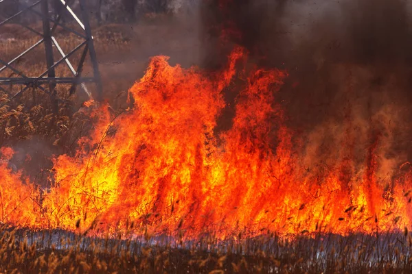 森の春の火災激怒 乾燥した草を燃焼 湖に沿って葦 草地で草が燃えている 生態学的大惨事 火と煙はすべての生命を破壊する 消防士は大きな火災を消火します 煙の多く — ストック写真