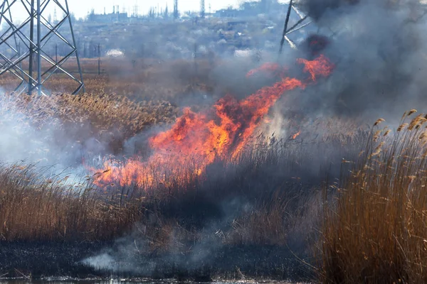 Incendios Forestales Furiosos Quema Hierba Seca Caña Largo Del Lago —  Fotos de Stock