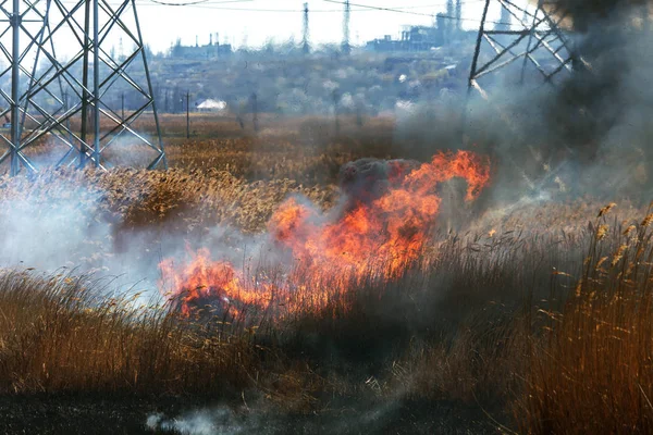 Raging Forest Spring Fires Burning Dry Grass Reed Lake Grass — Stock Photo, Image