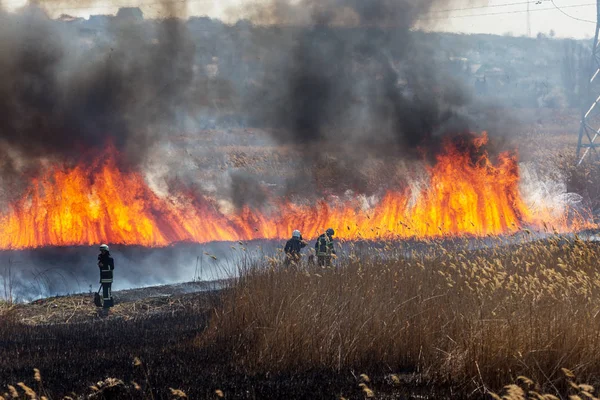 Οργισμένες Δασικές Πυρκαγιές Καίγοντας Ξηρό Γρασίδι Καλάμι Κατά Μήκος Της — Φωτογραφία Αρχείου