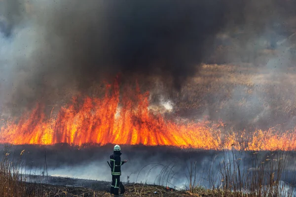 Wütende Waldbrände Brennendes Trockenes Gras Schilf See Auf Der Wiese — Stockfoto