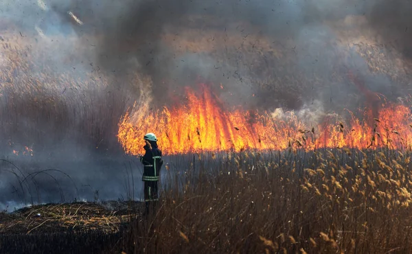 Wütende Waldbrände Brennendes Trockenes Gras Schilf See Auf Der Wiese — Stockfoto