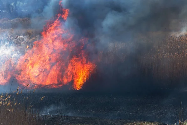 Incendios Forestales Furiosos Quema Hierba Seca Caña Largo Del Lago — Foto de Stock