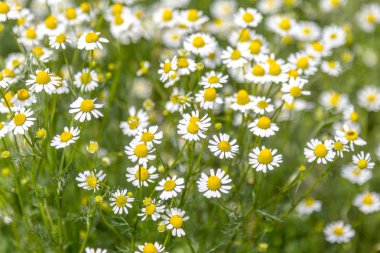 Güzel bir ışık etkisi ile yeşil bir çayır üzerinde papatya tıbbi yabani çiçekler güzel çiçek arka plan. Papatya çiçeği - papatya. Seçici değil derin odak