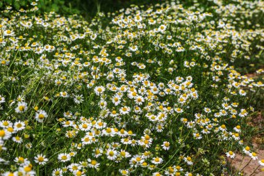 Güzel bir ışık etkisi ile yeşil bir çayır üzerinde papatya tıbbi yabani çiçekler güzel çiçek arka plan. Papatya çiçeği - papatya. Seçici değil derin odak
