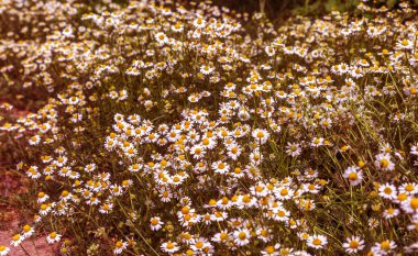 Güzel bir ışık etkisi ile yeşil bir çayır üzerinde papatya tıbbi yabani çiçekler güzel çiçek arka plan. Papatya çiçeği - papatya. Seçici değil derin odak