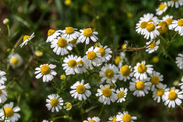 Fundo Floral Bonito Flores Silvestres Camomila Medicinal Prado Verde Com — Fotografia de Stock