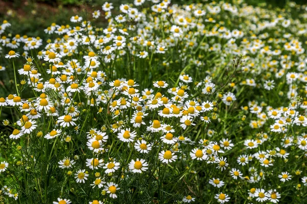 Fundo Floral Bonito Flores Silvestres Camomila Medicinal Prado Verde Com — Fotografia de Stock