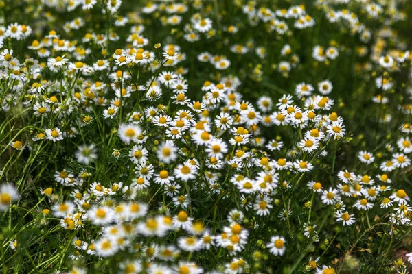 Fundo Floral Bonito Flores Silvestres Camomila Medicinal Prado Verde Com — Fotografia de Stock