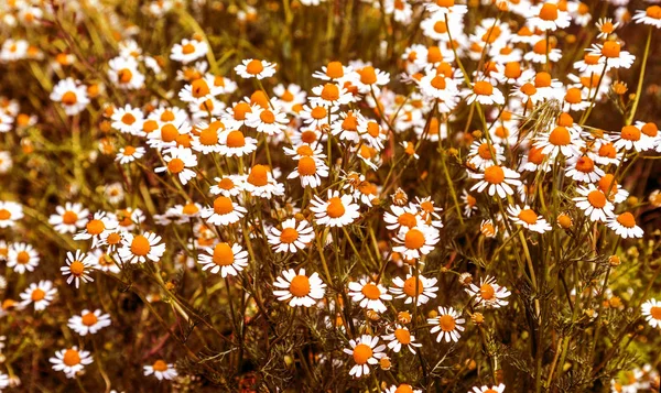 Fundo Floral Bonito Flores Silvestres Camomila Medicinal Prado Verde Com — Fotografia de Stock